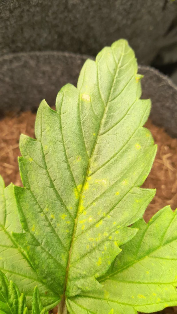 Help what is wrong with my leaves 2