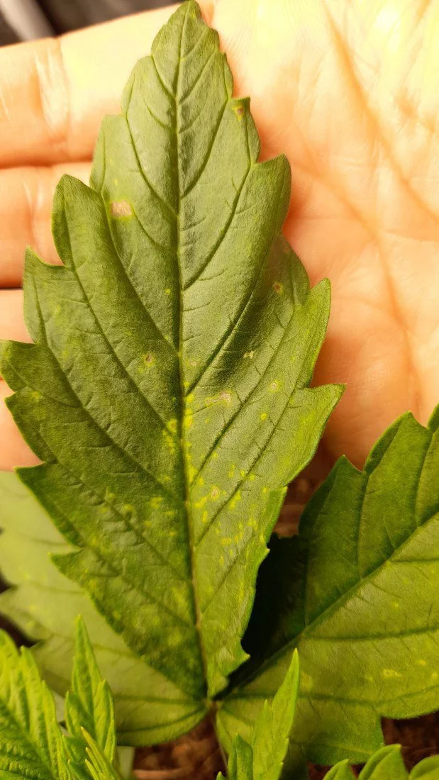 Help what is wrong with my leaves 3