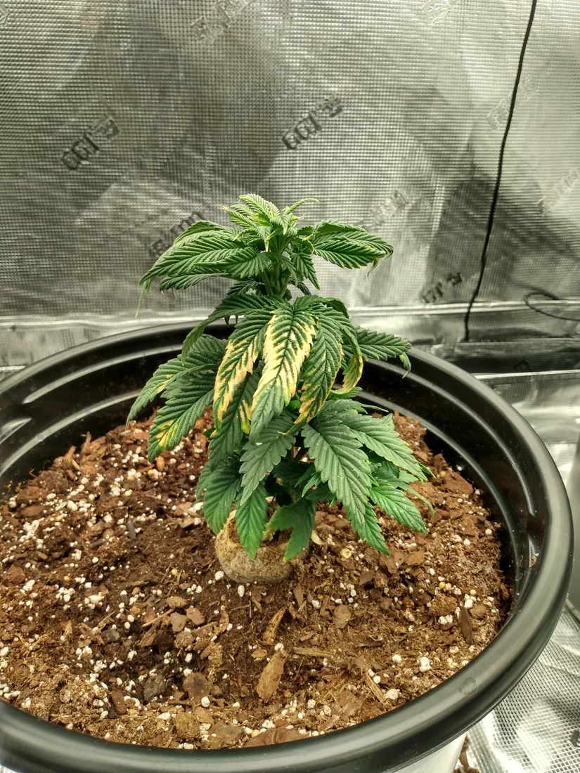 Help with 1st time grow 4