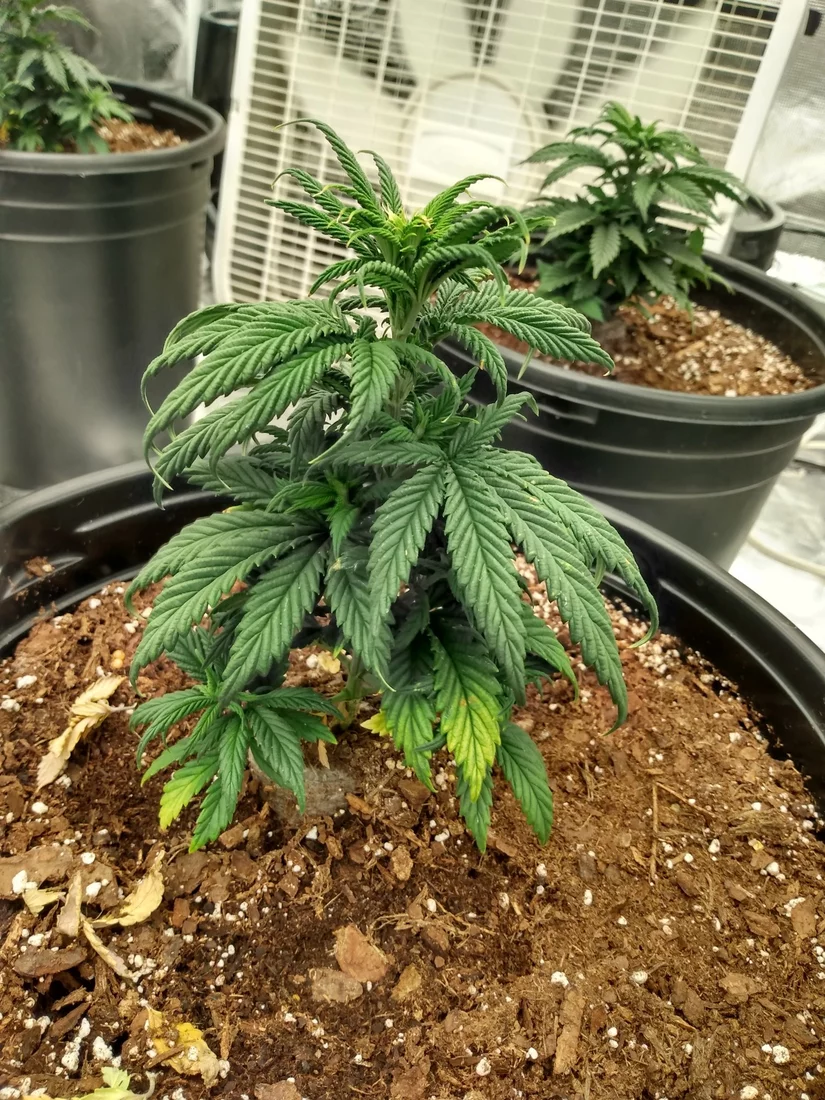 Help with 1st time grow 6