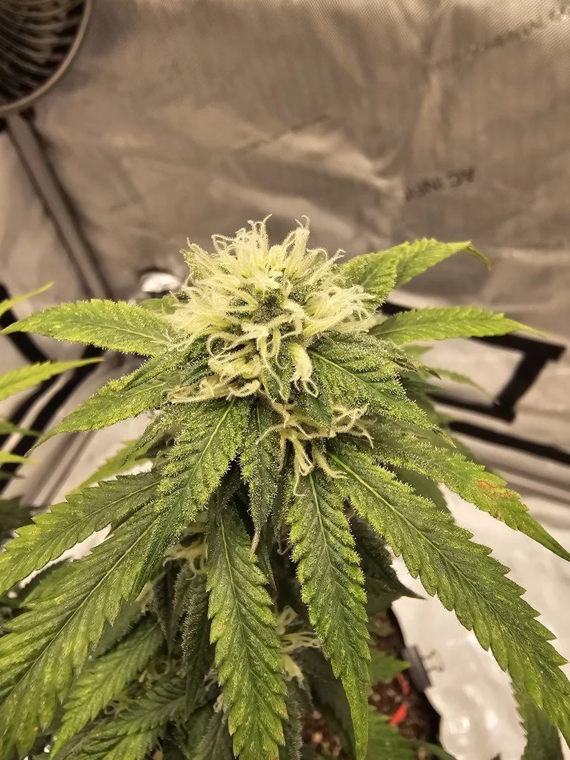 Help with harvesting my first plant 3