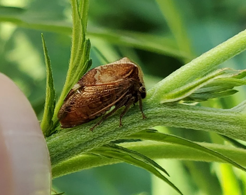 Help with insect id please 2