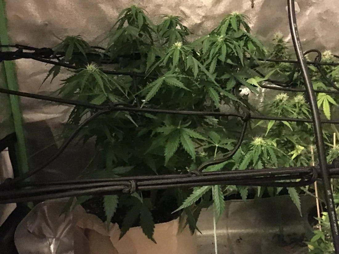 Help with leaves on ak47 autos    kinda noob 2