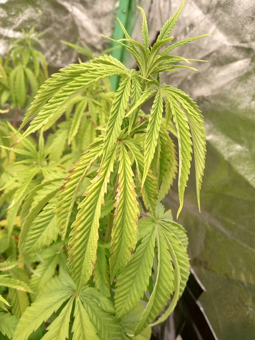 Help with organic grow yellowing leaves 2