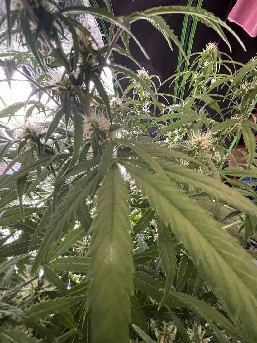 Help with possible powdery mildew issues 2