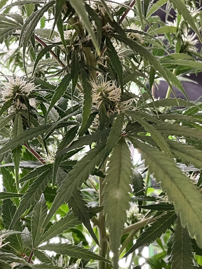 Help with possible powdery mildew issues 3