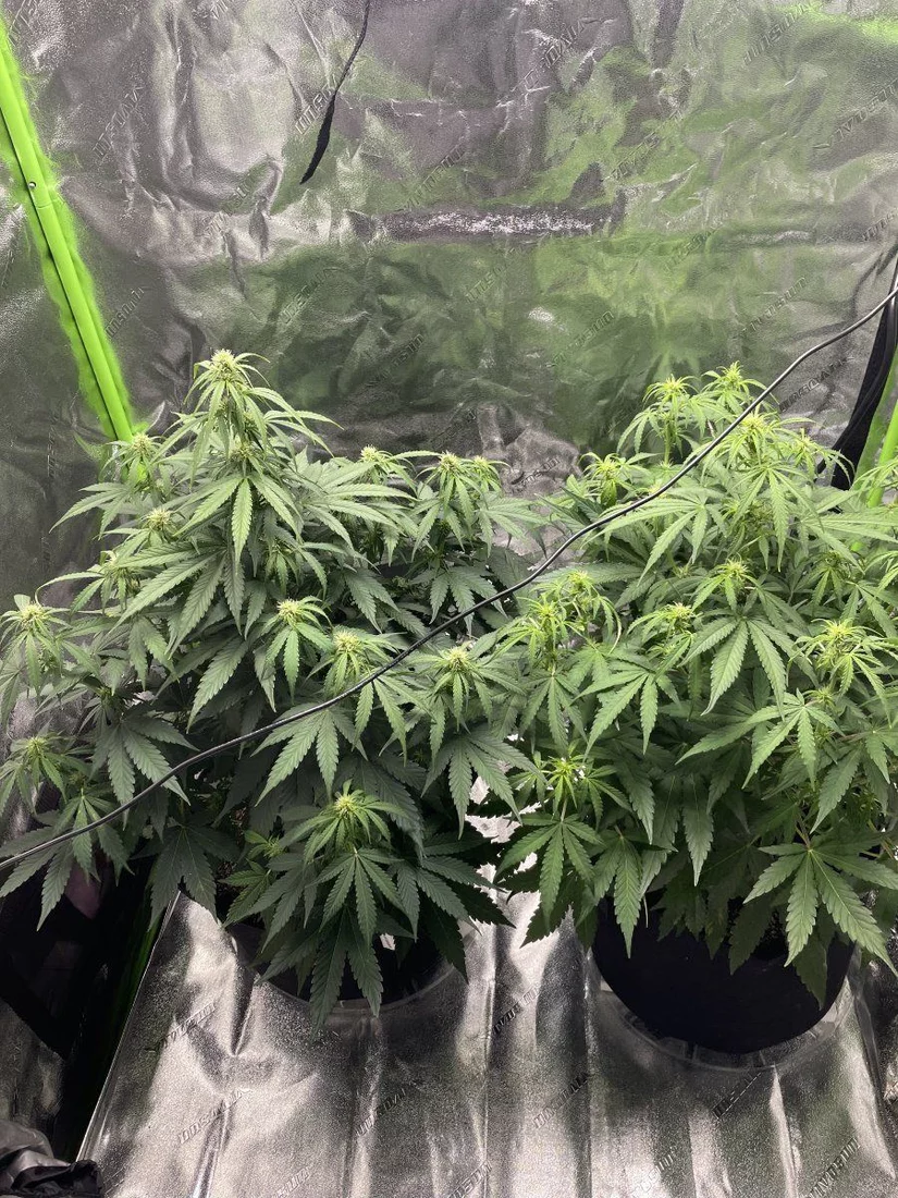 Help with possible powdery mildew issues 6