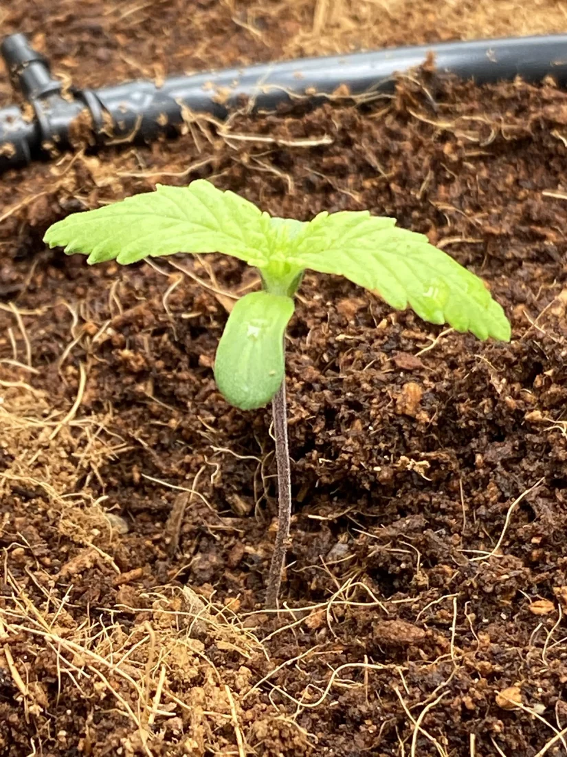 Help with seedling watering in coco 3