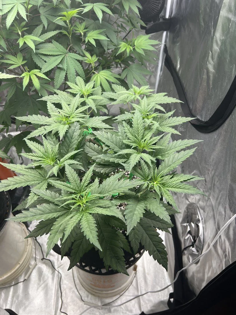 Help with taming massive clone before flower