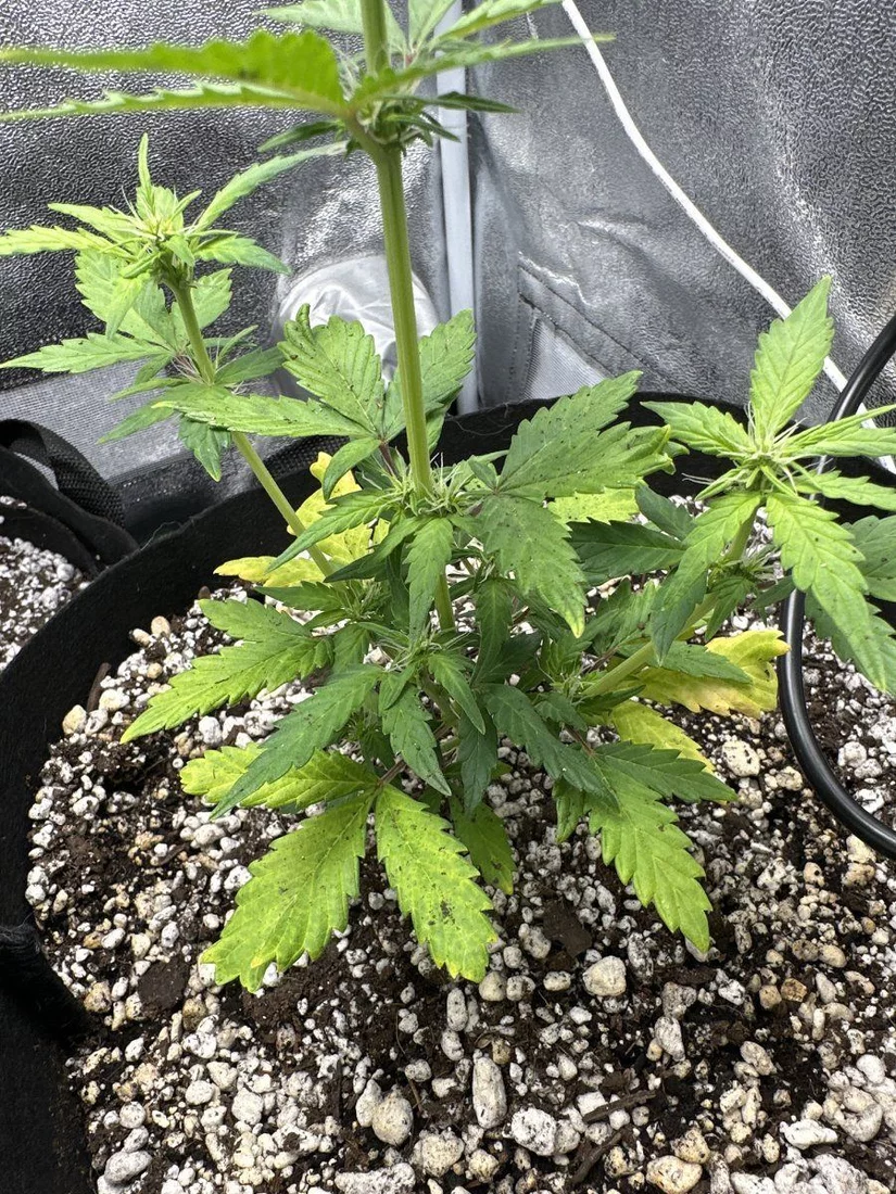 Help yellowing leaves whats the issue 2