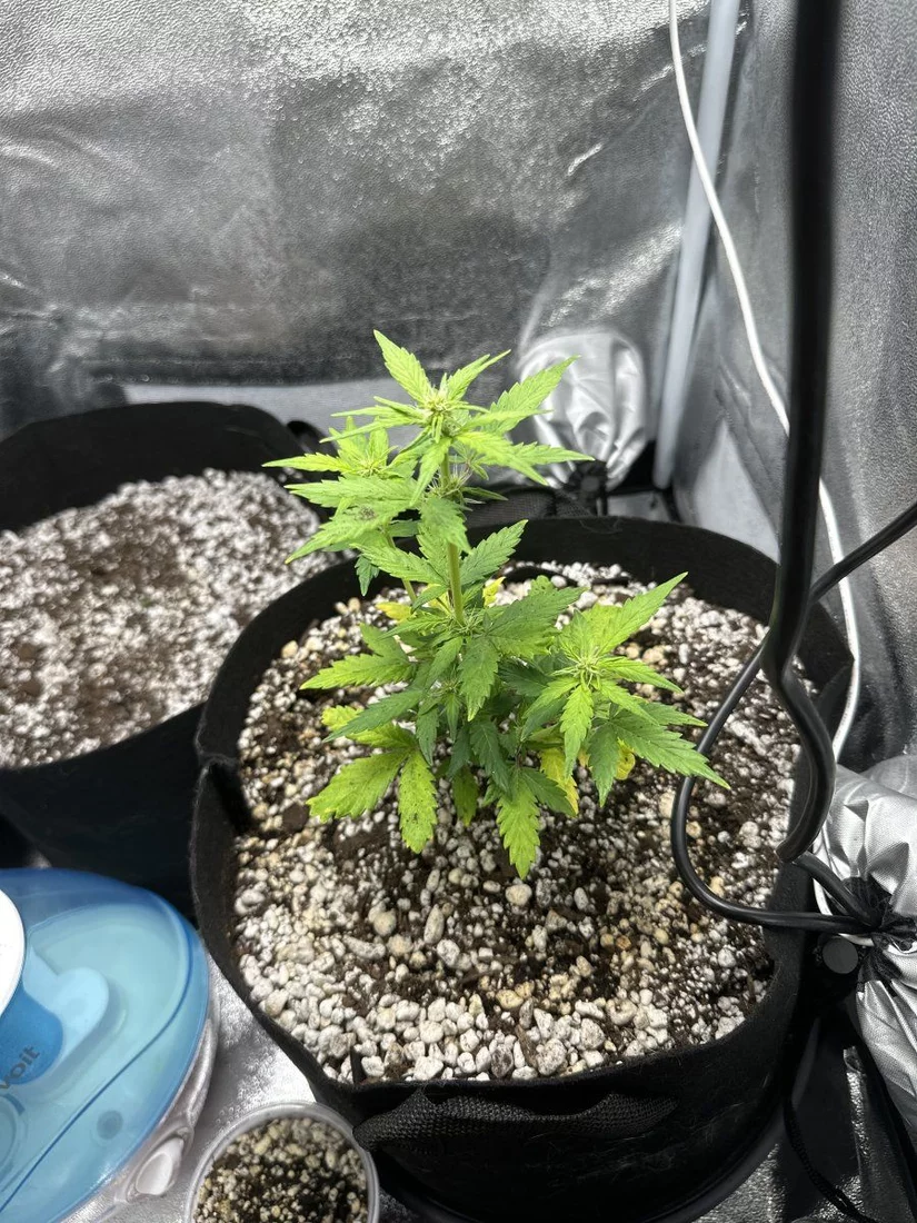 Help yellowing leaves whats the issue