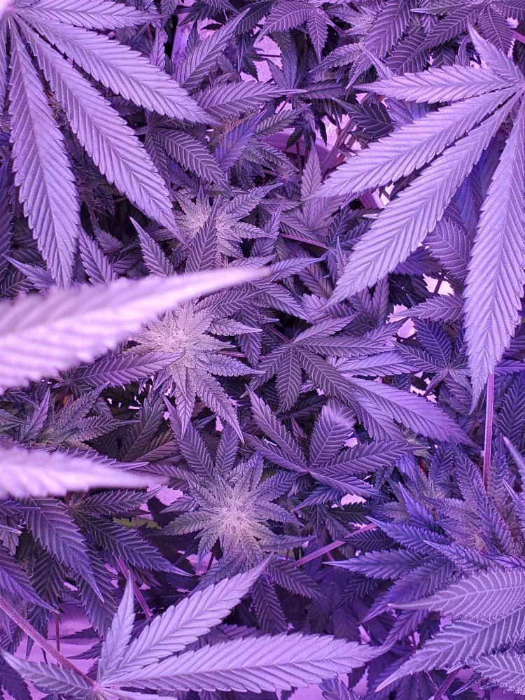 Here some pics 31 days in flower 8