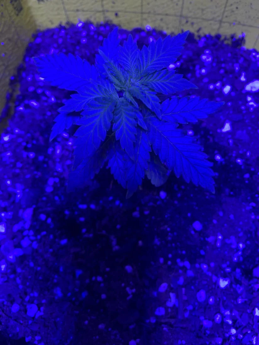 Hey everyone first time grower here need a hand