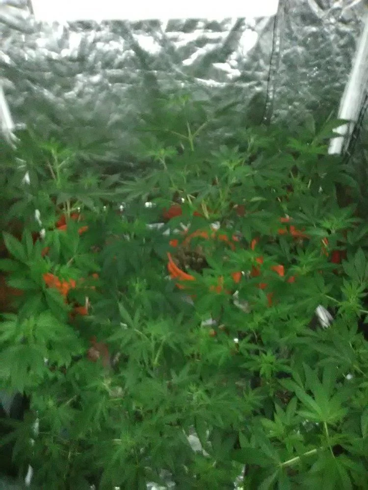Hey guys im erik and this is my first grow