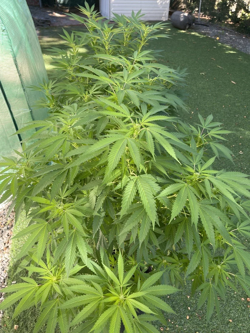 How am i doing and what am i growing 2