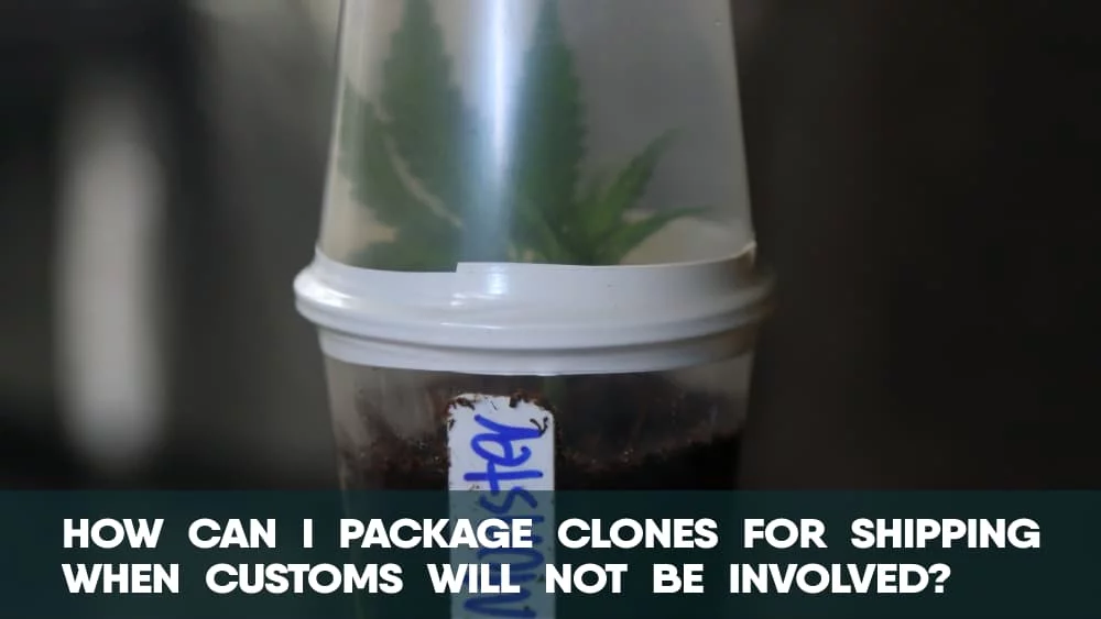 How can I package cannabis clones for shipping when customs will not be involved
