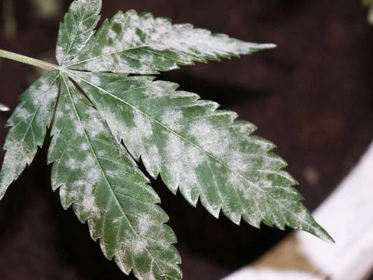 How do i recognize control and prevent powdery mildew