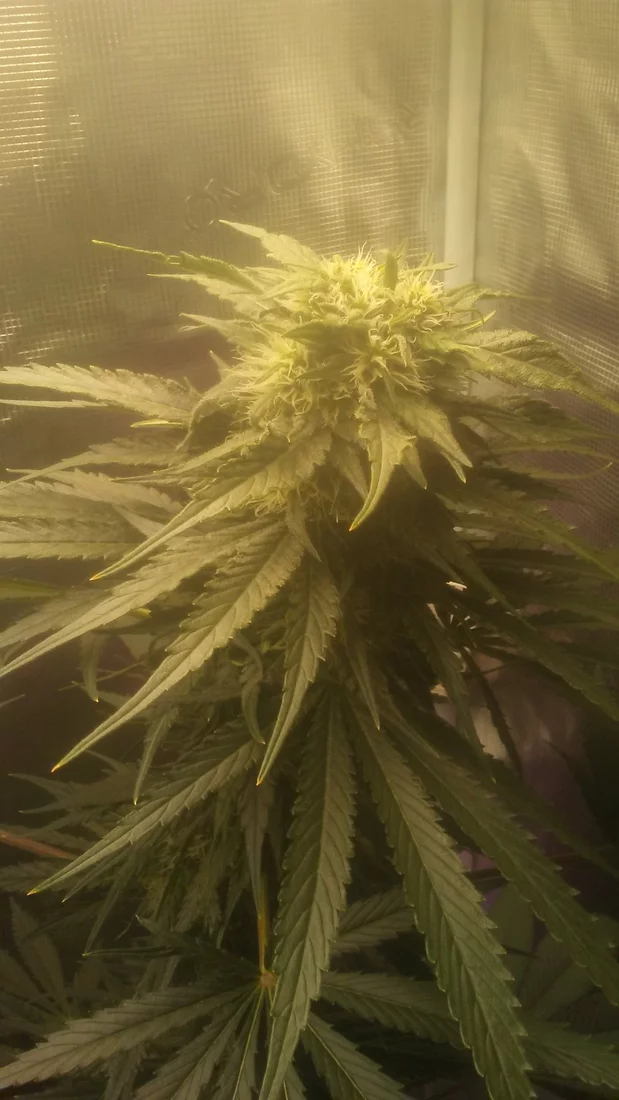 How much longer for this bagseed 2