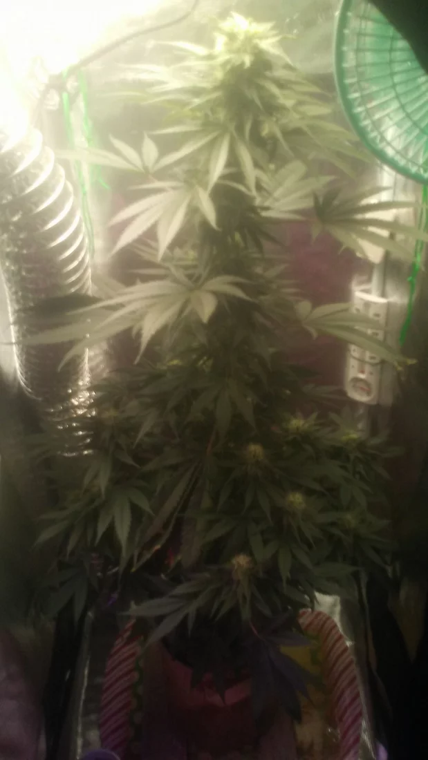How much longer for this bagseed