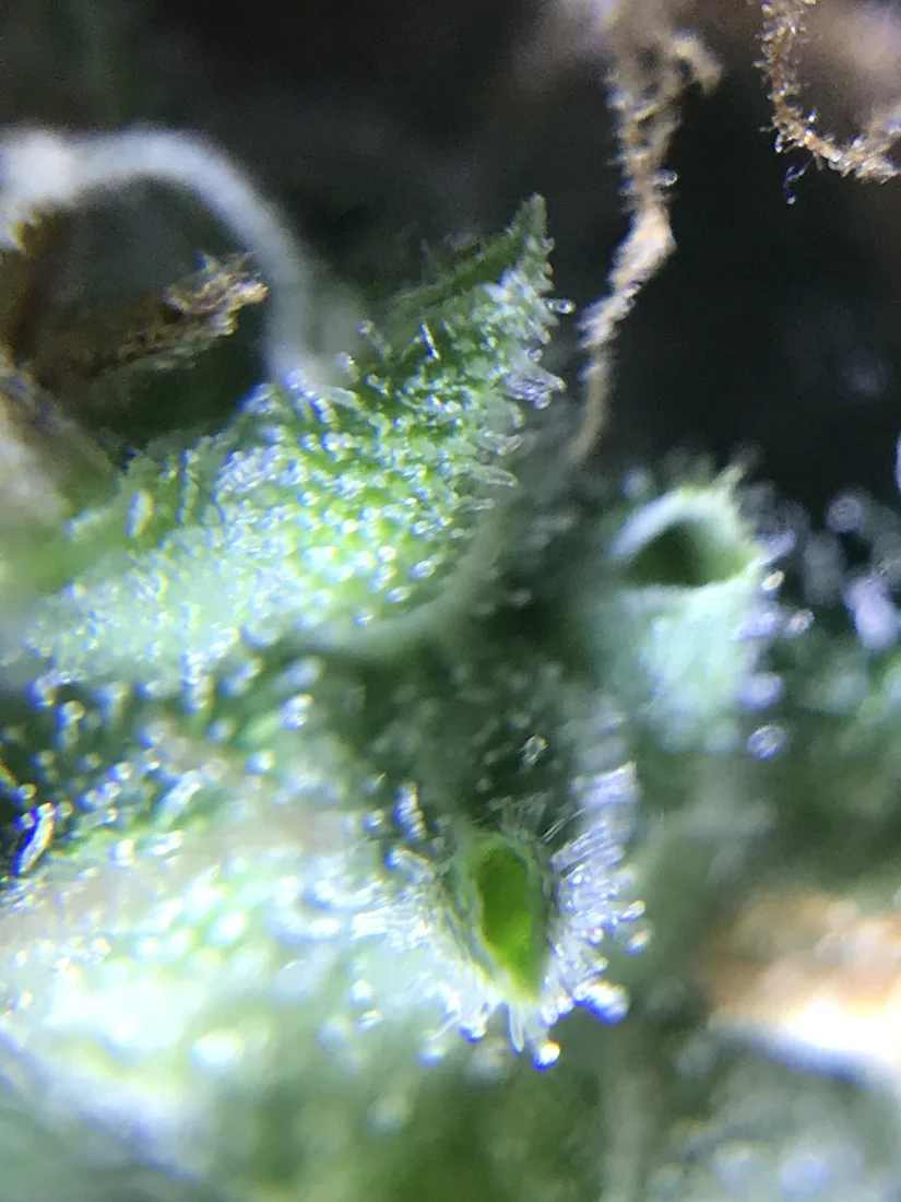 How much longer trichome pictures 2
