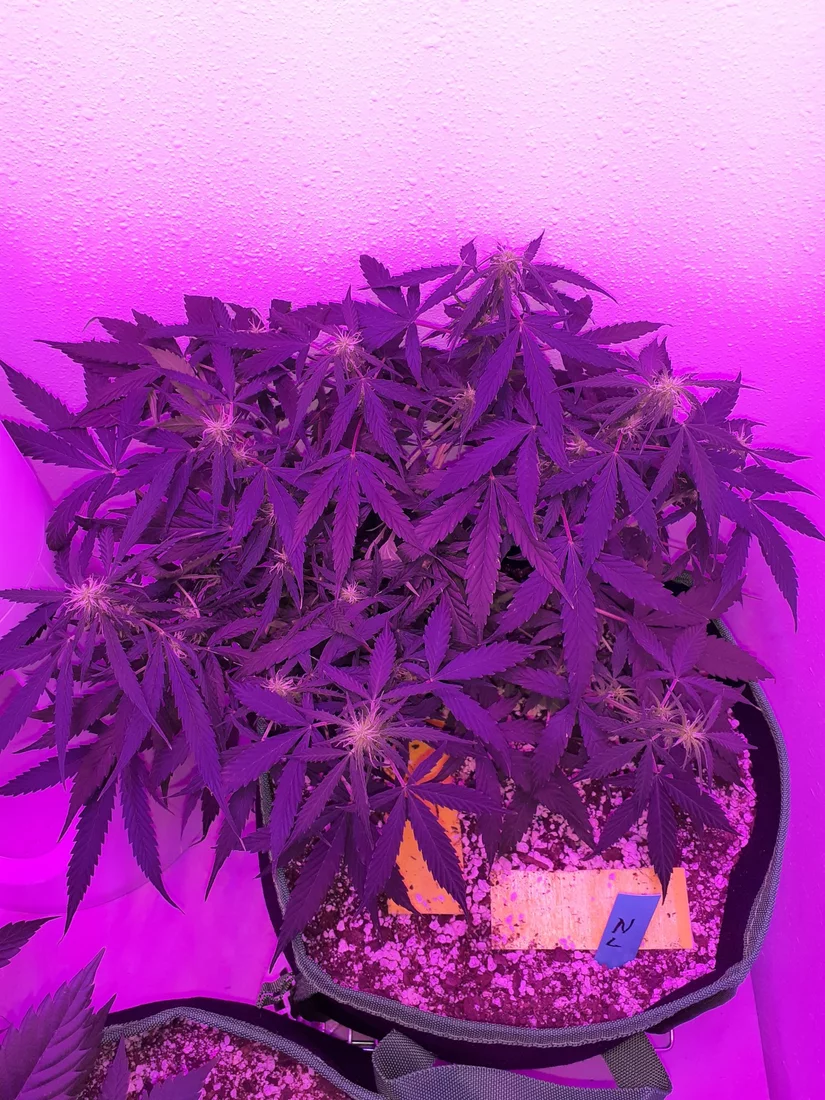 How much would you defoliate if any 2