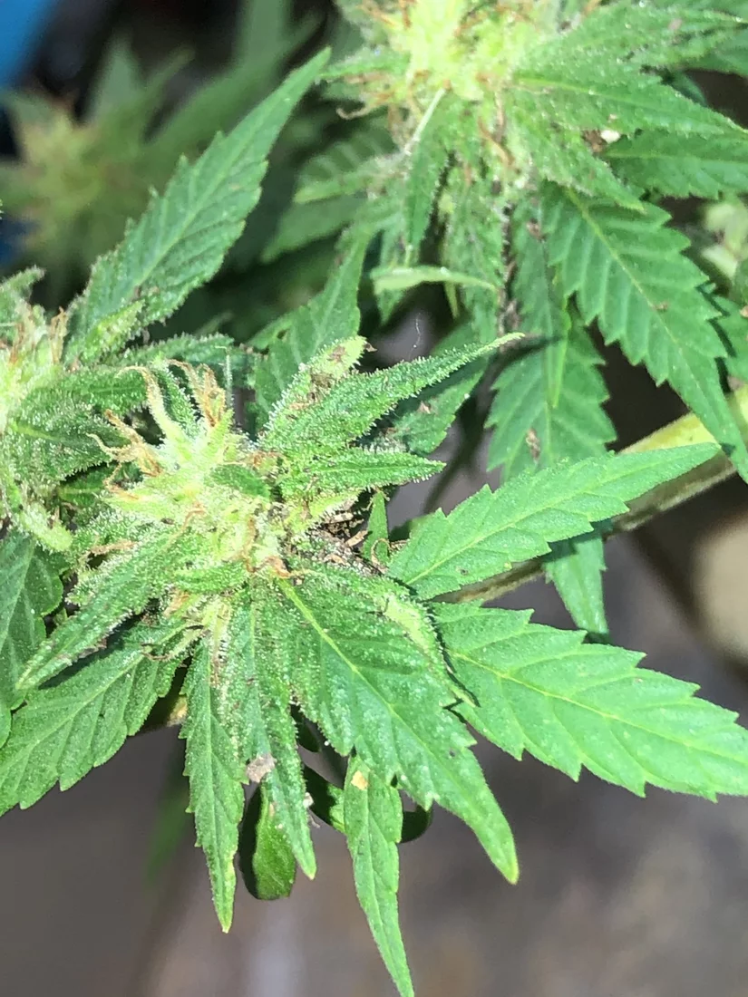 How to clean dirt off buds   plant fell 2
