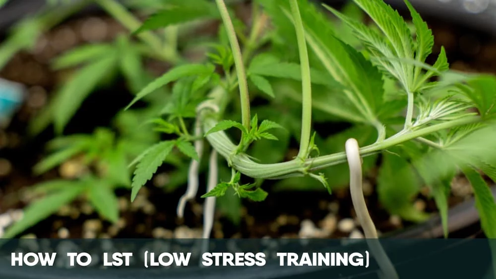 How to LTS Low Stress Training Cannabis Plants