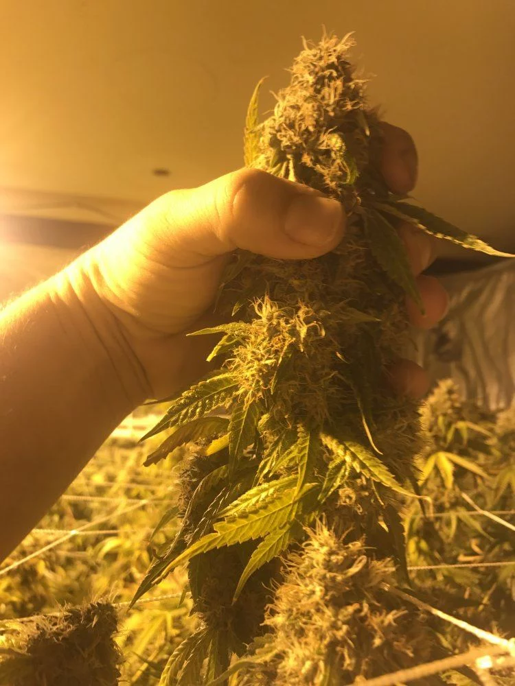 How to maximize results in a sealed grow room environment