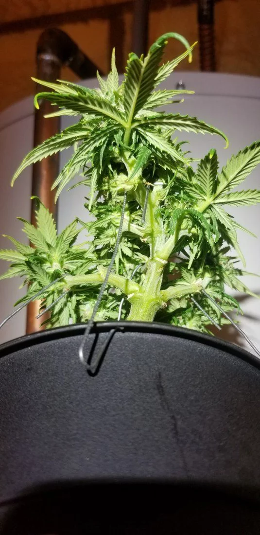 Hows it looking also defoliation advice requested 5