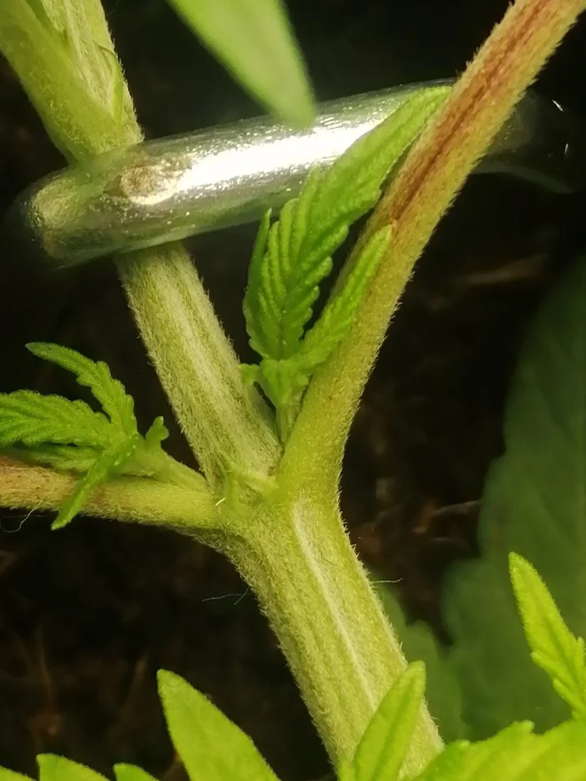 Hows my girl looking  1st grow 7