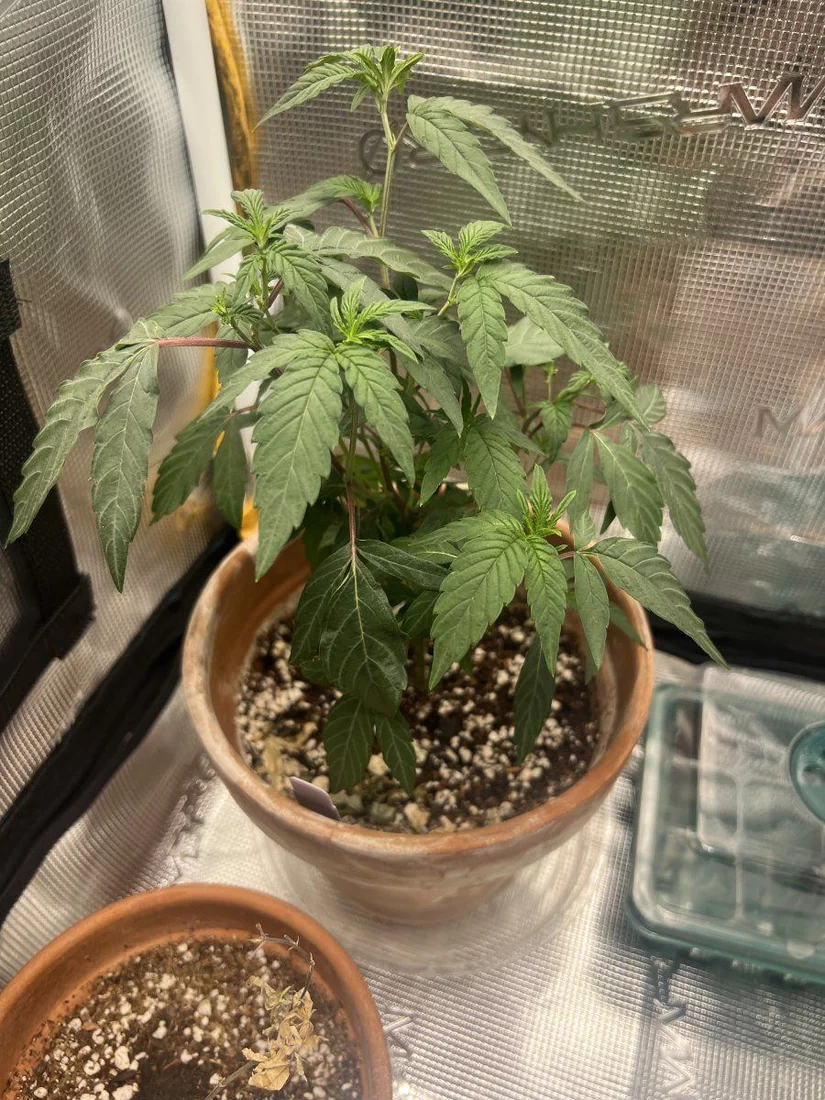 Hows my plant doing