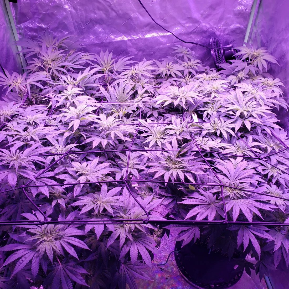 Humidity check can you help week 1 flowering