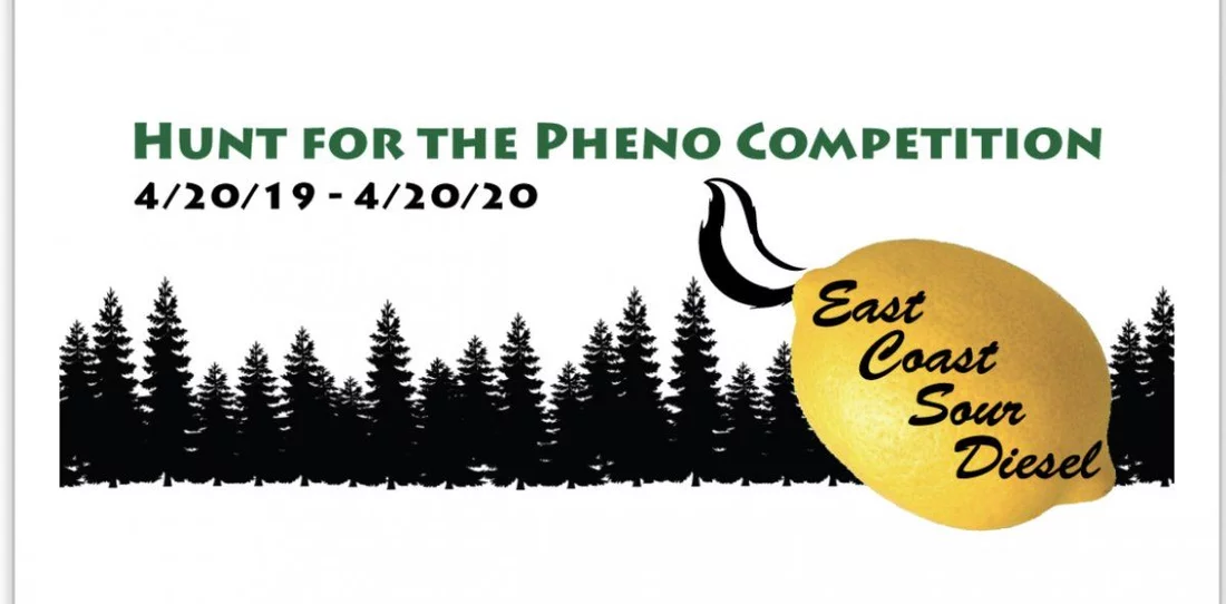 Hunt for the pheno competition east coast sour diesel