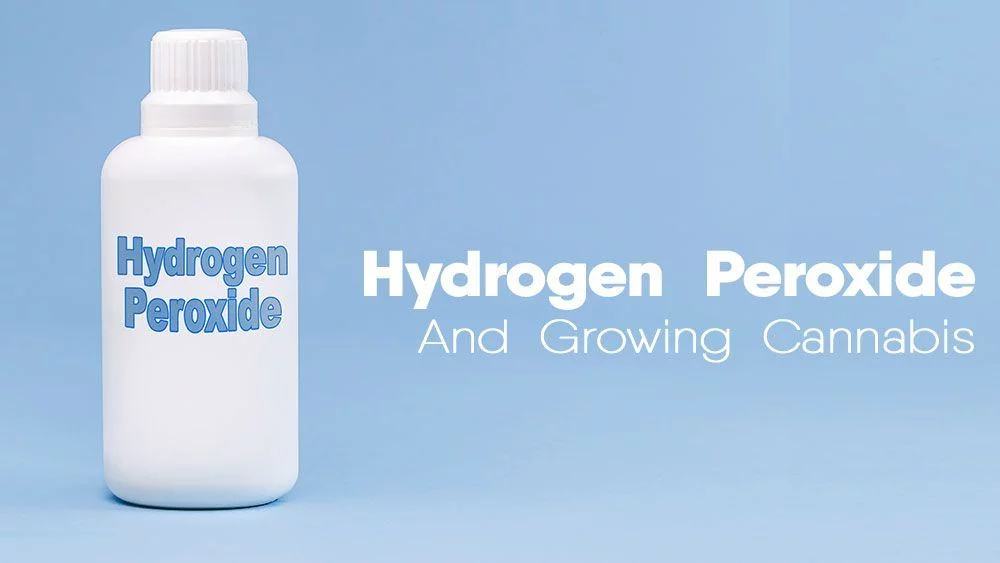 Using hydrogen peroxide for growing marijuana and cannabis plants