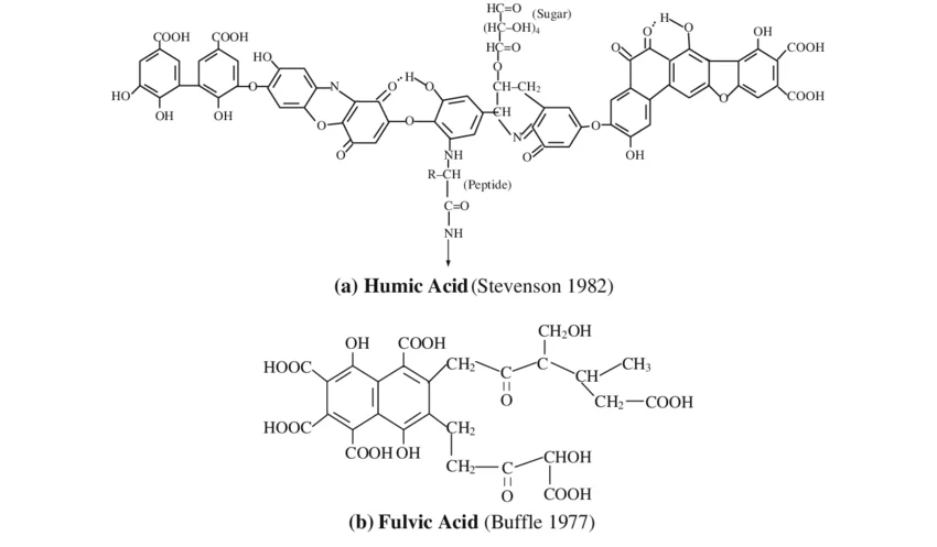 Hypothetical model structures of humic acid and fulvic acid