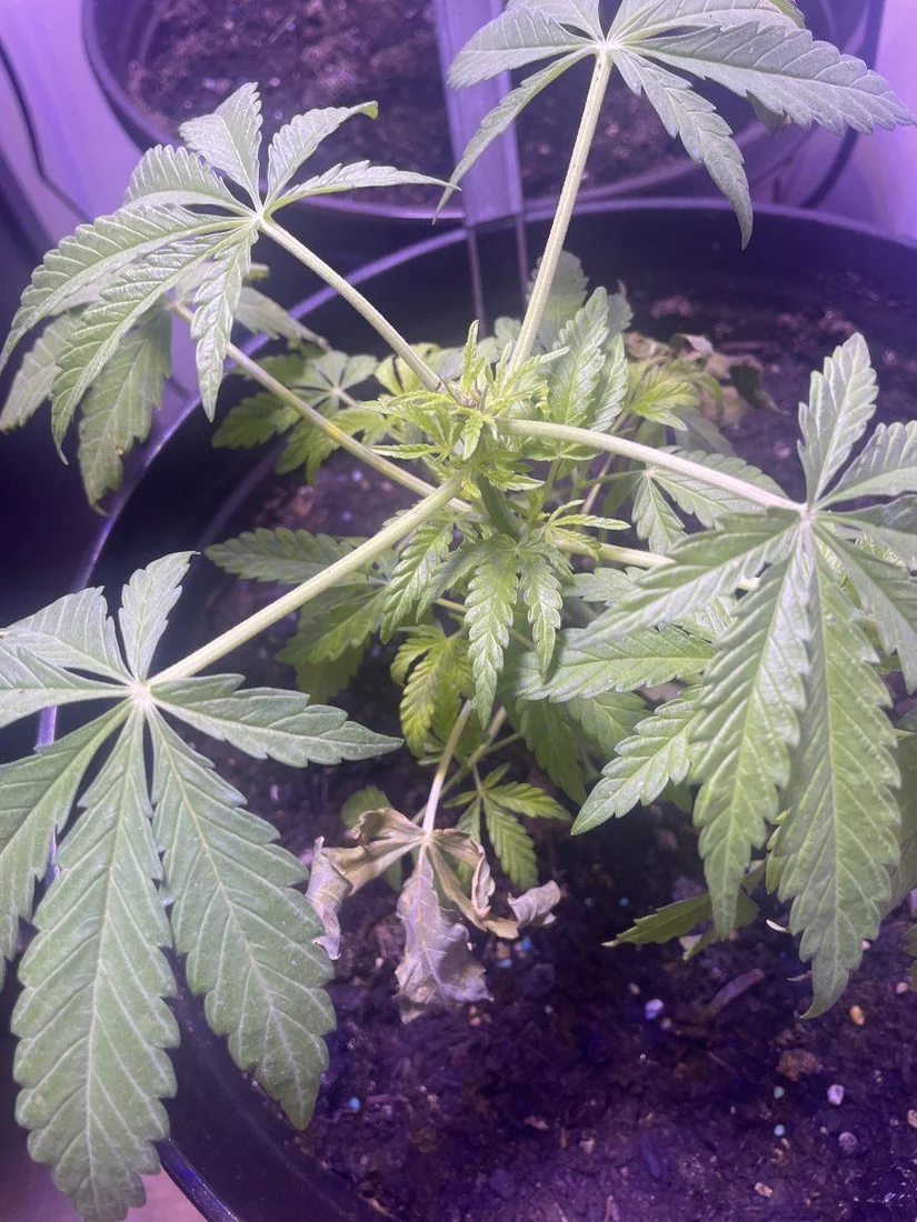 I need help im a very new grower and cant seem to diagnose the problem on my plants alone