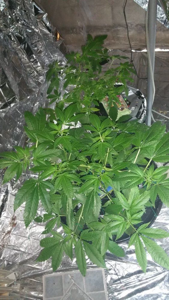 I need help ran out of grow nutrient 3