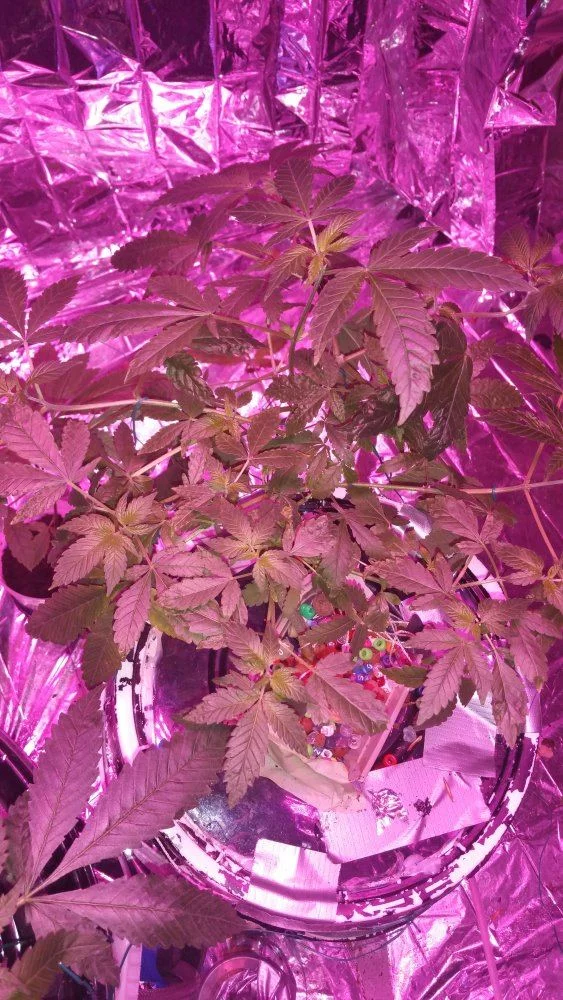 I need help ran out of grow nutrient 5