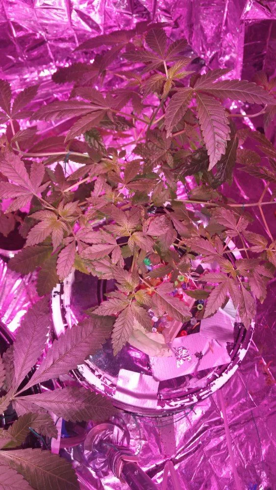 I need help ran out of grow nutrient 6