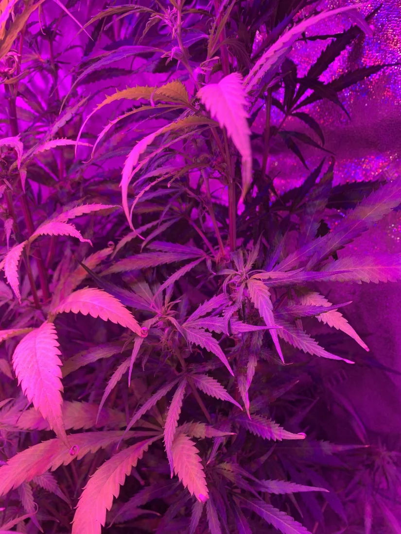 I need real help with breeding autoflower i need more information as well 8
