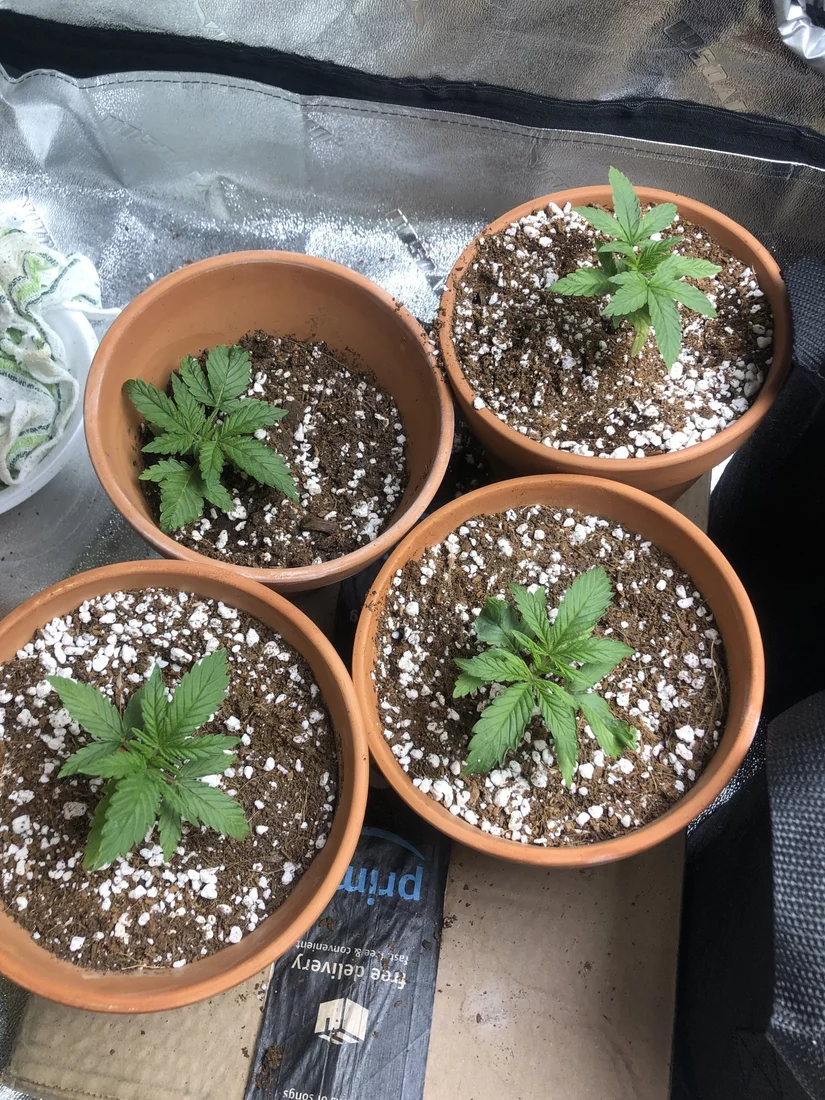 I need some help nutrient issue 4