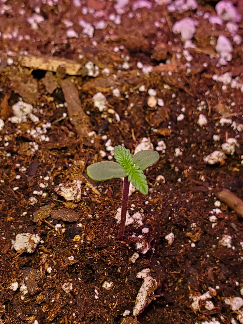 Ilumigrower second grow 3x3 phlizon 900w 9