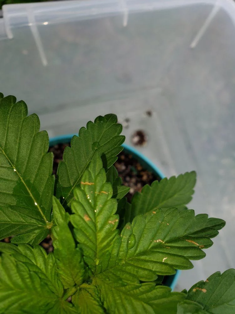 Im having an issue with my plants any advice 3