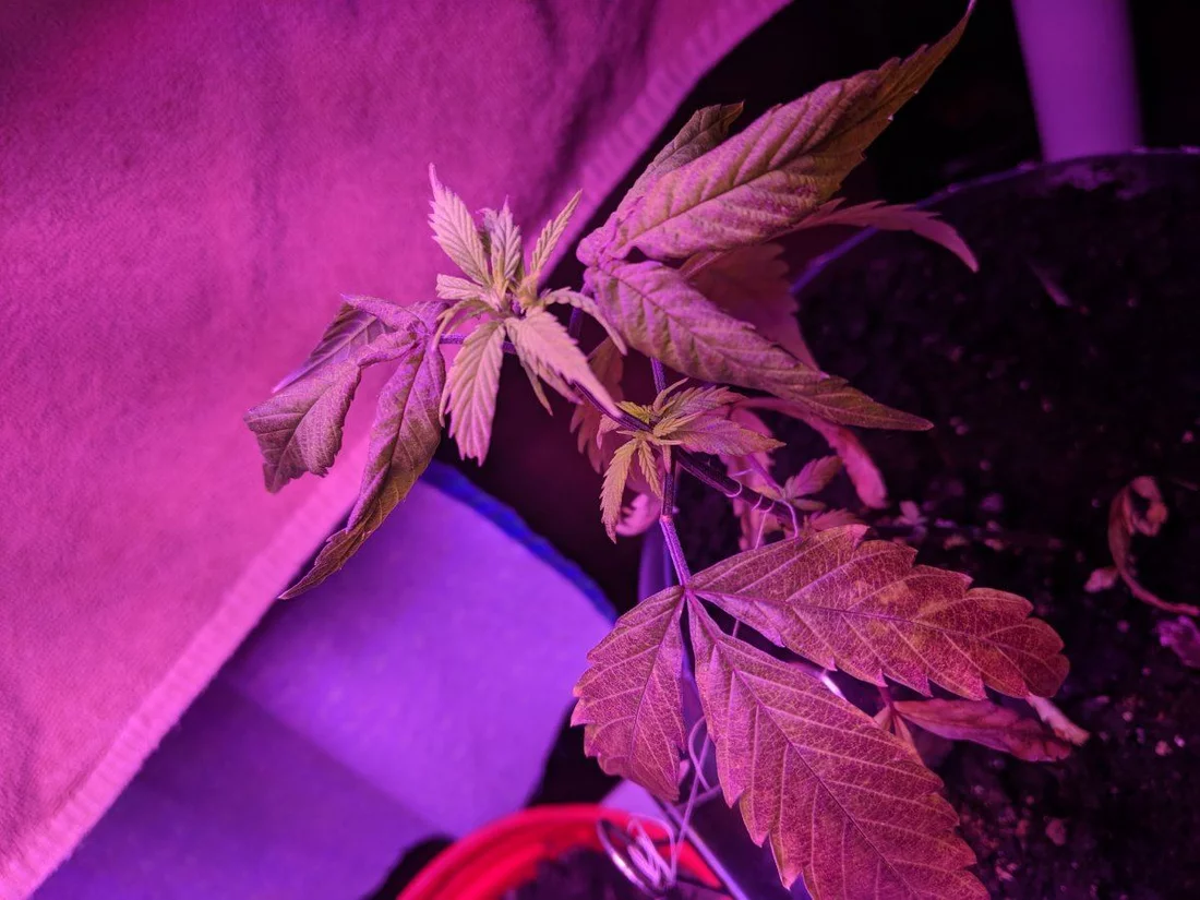 Im new to growing and i need some guidance if possible would appreciate it 2