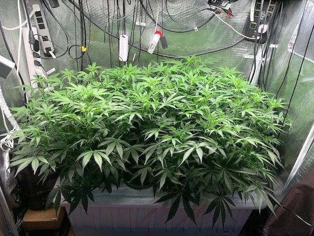 Proper Placement of Sensors in a Cannabis Grow Area 