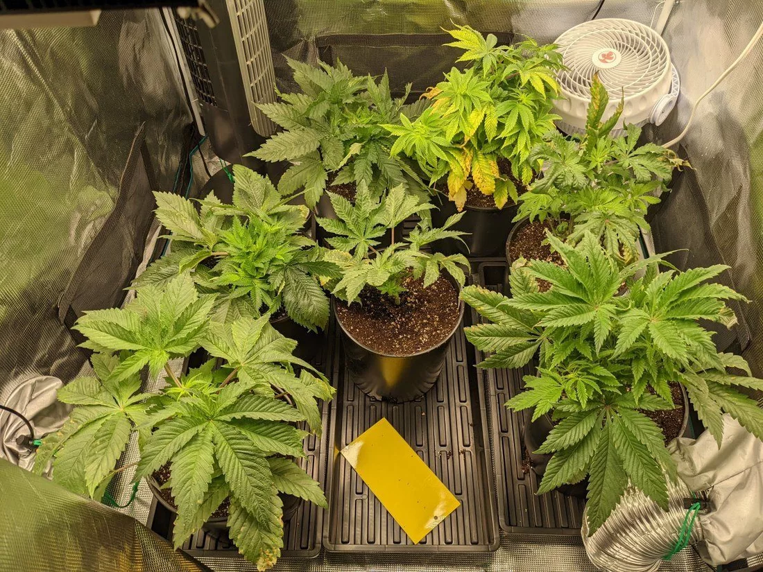 Indica landrace clone and grow