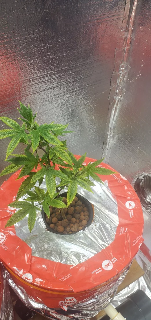 Inexperienced grower and getting yellowing 4