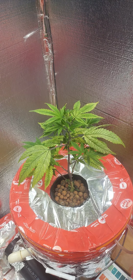 Inexperienced grower and getting yellowing 5