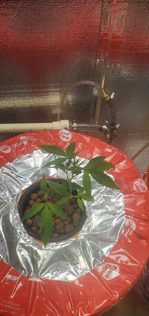 Inexperienced grower and getting yellowing 6