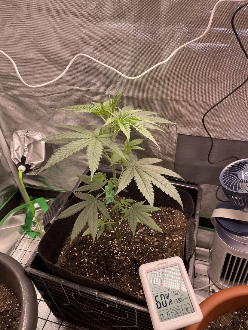 Is my plant ready for lst 6